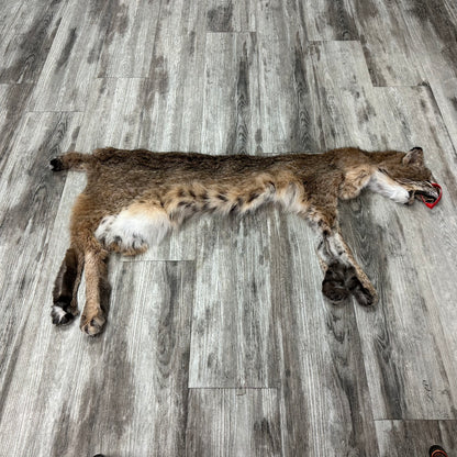 Dressed Skin - Bobcat #0001010