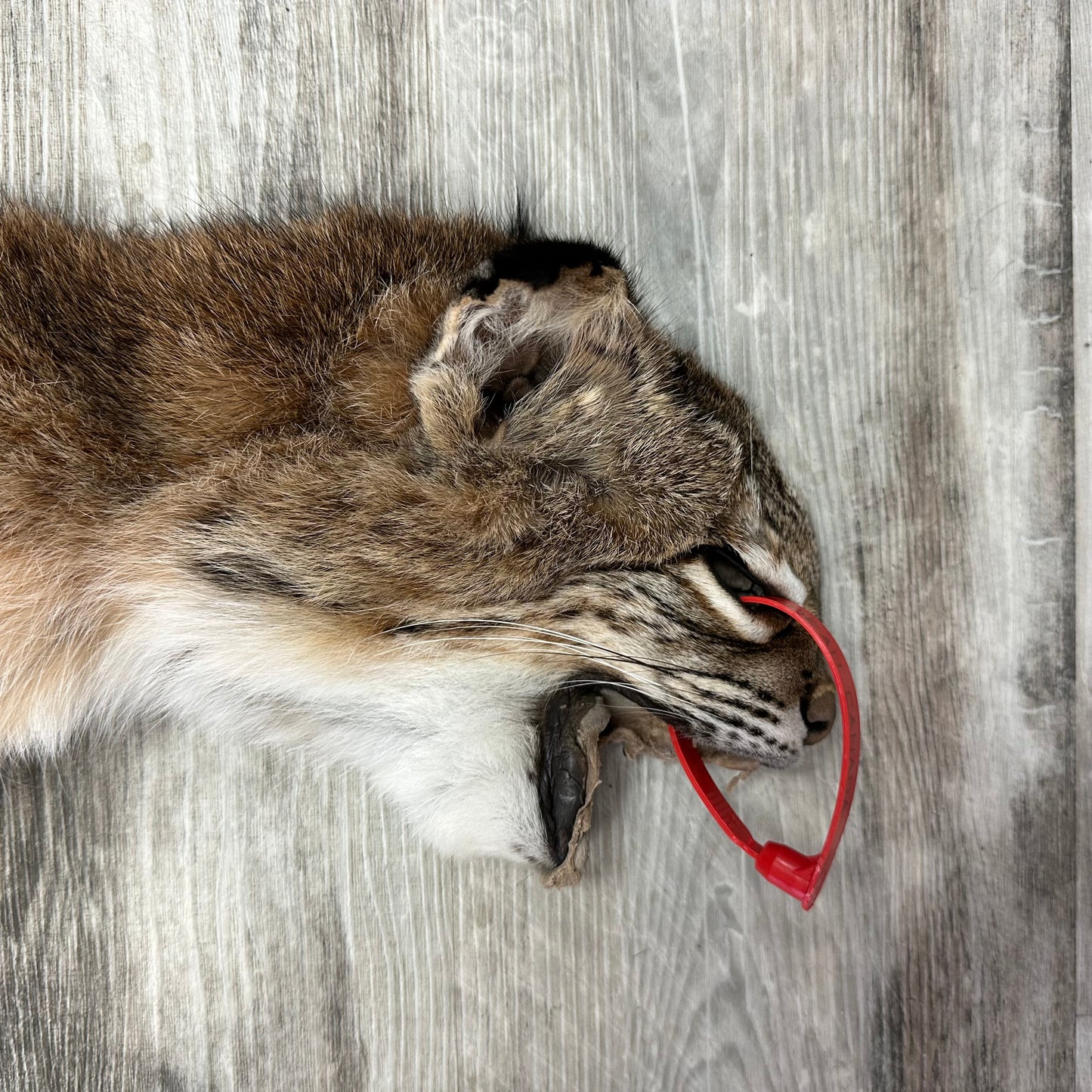 Dressed Skin - Bobcat #0001010