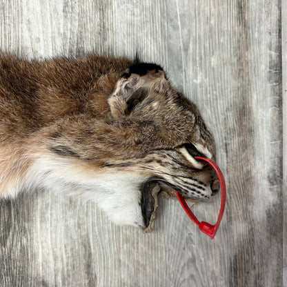 Dressed Skin - Bobcat #0001010