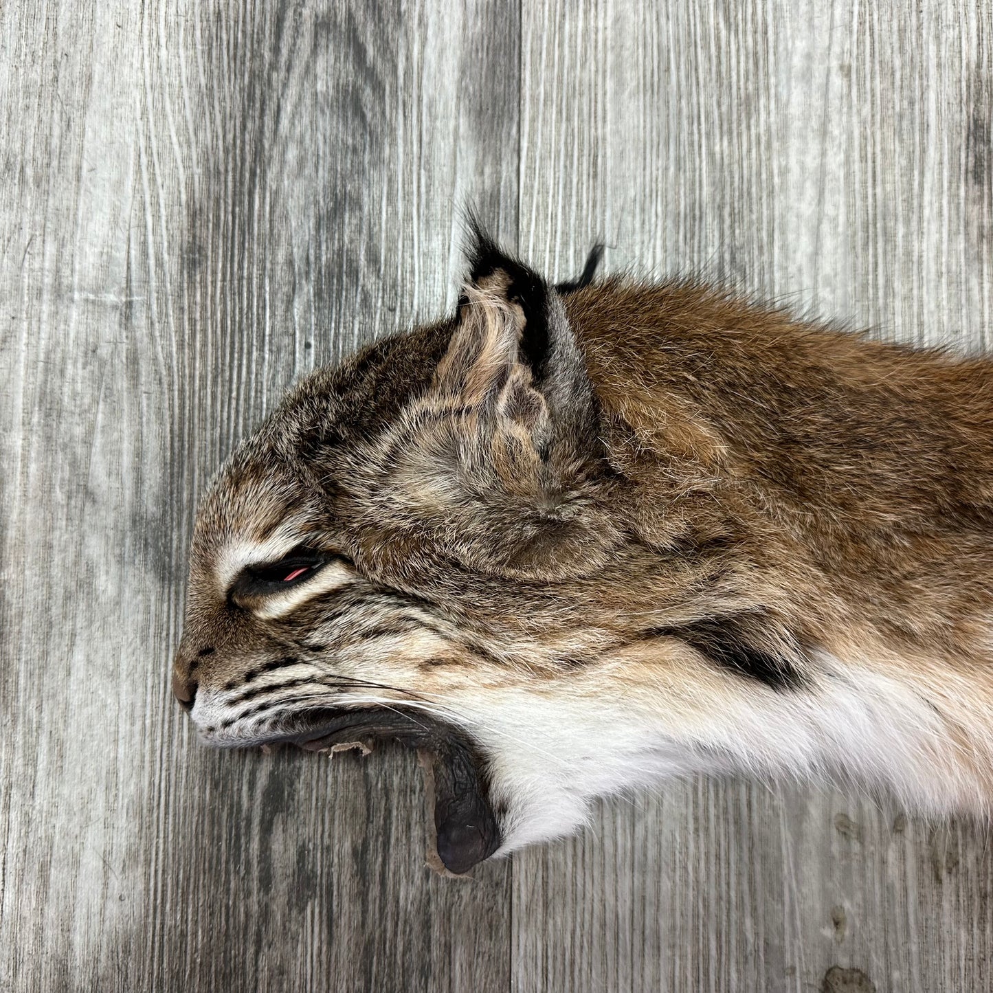 Dressed Skin - Bobcat #0001010
