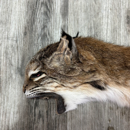 Dressed Skin - Bobcat #0001010