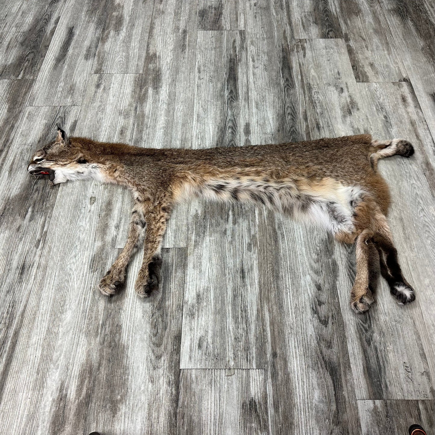 Dressed Skin - Bobcat #0001010