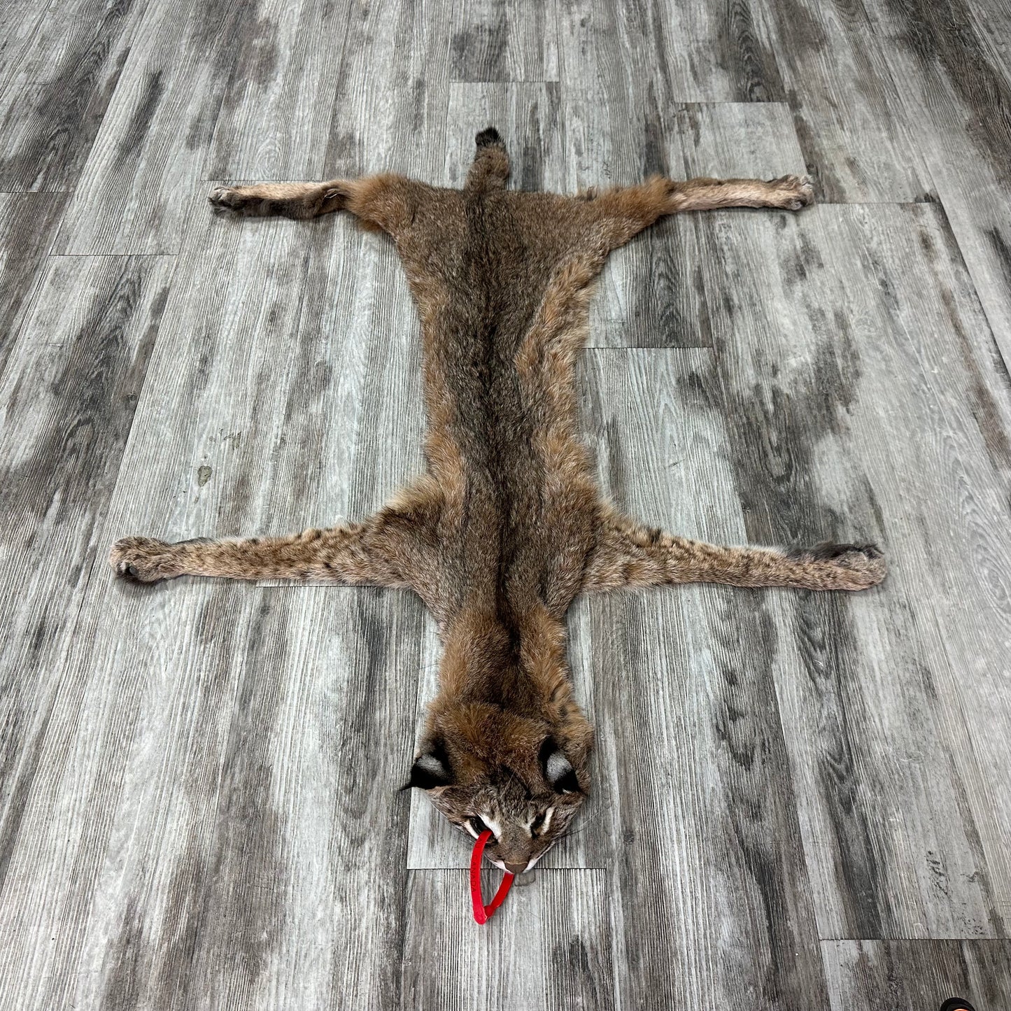 Dressed Skin - Bobcat #0001010