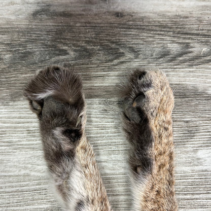 Dressed Skin - Bobcat #0001010