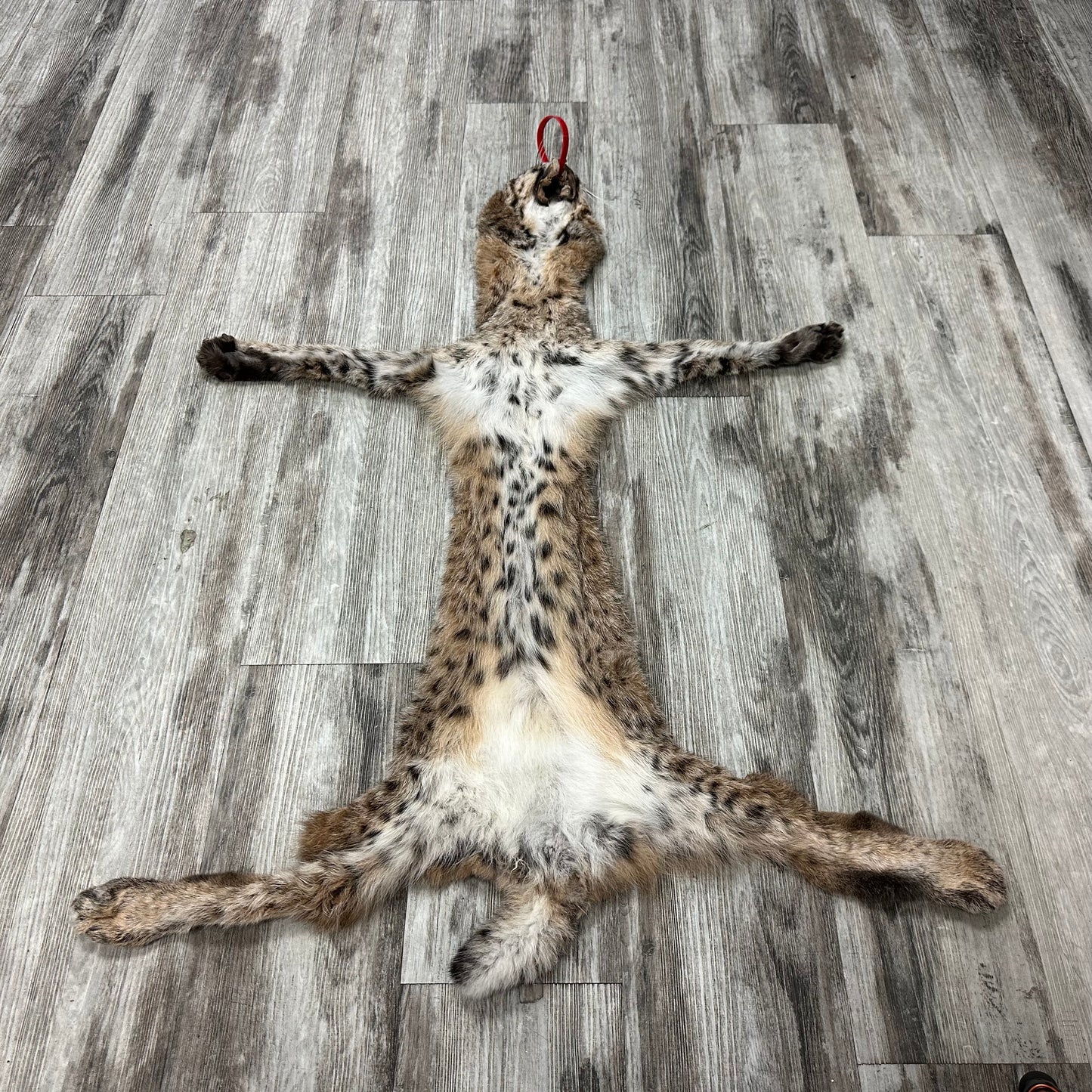 Dressed Skin - Bobcat #0001011