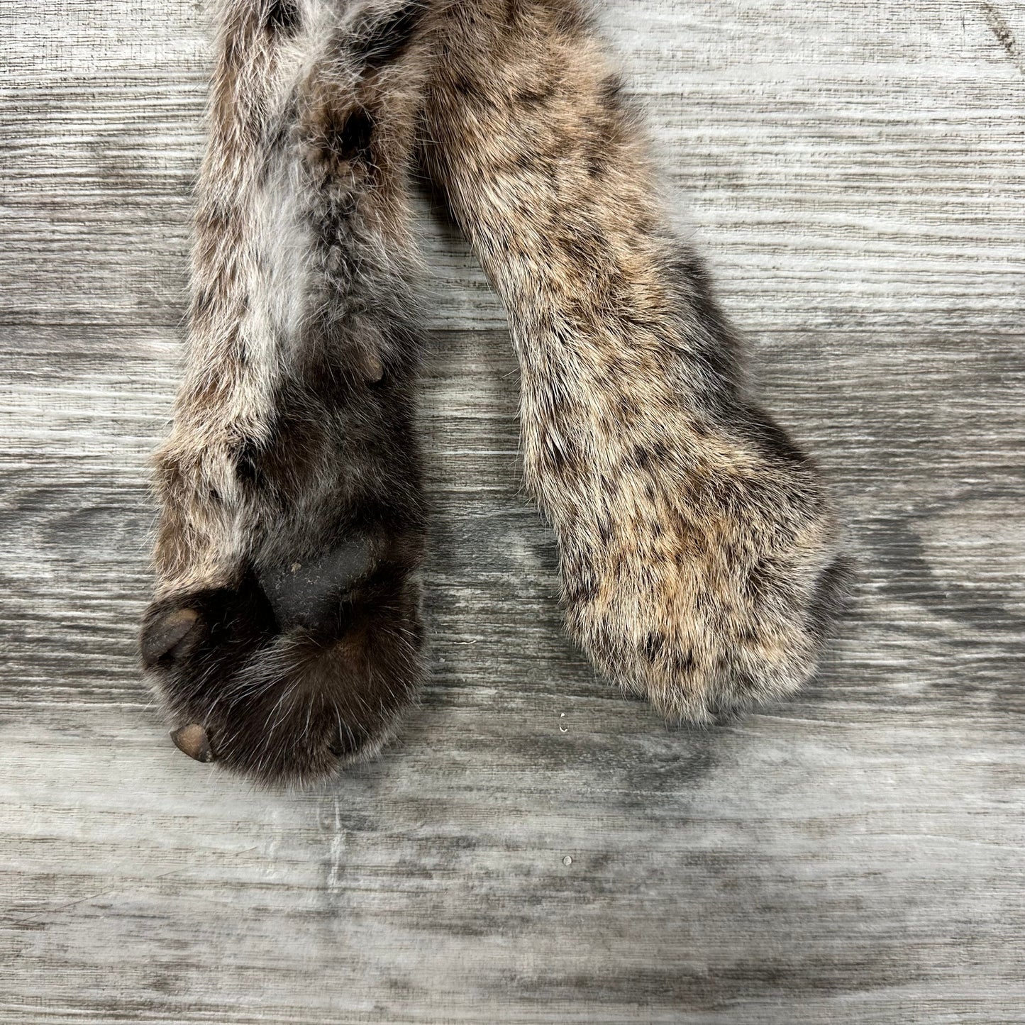Dressed Skin - Bobcat #0001011