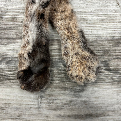 Dressed Skin - Bobcat #0001011