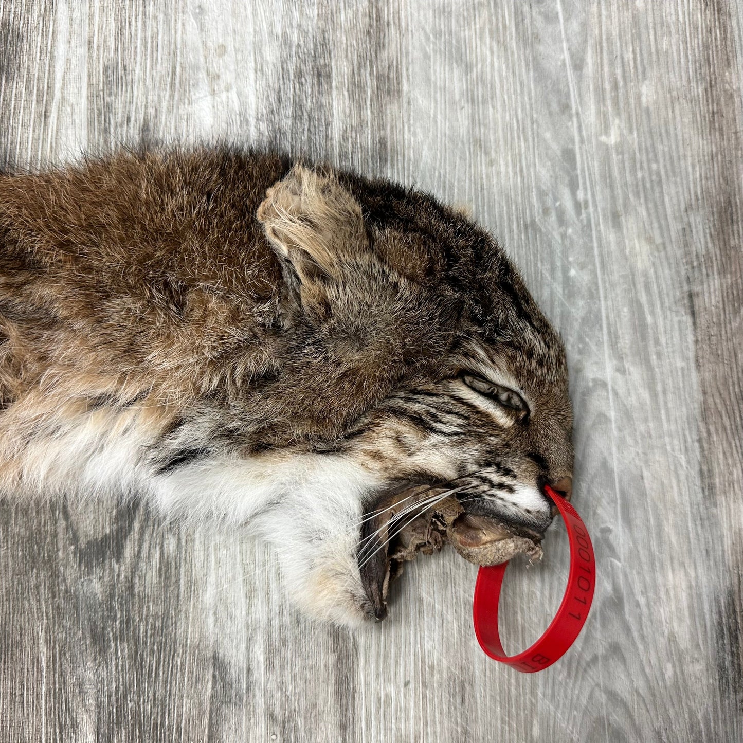 Dressed Skin - Bobcat #0001011