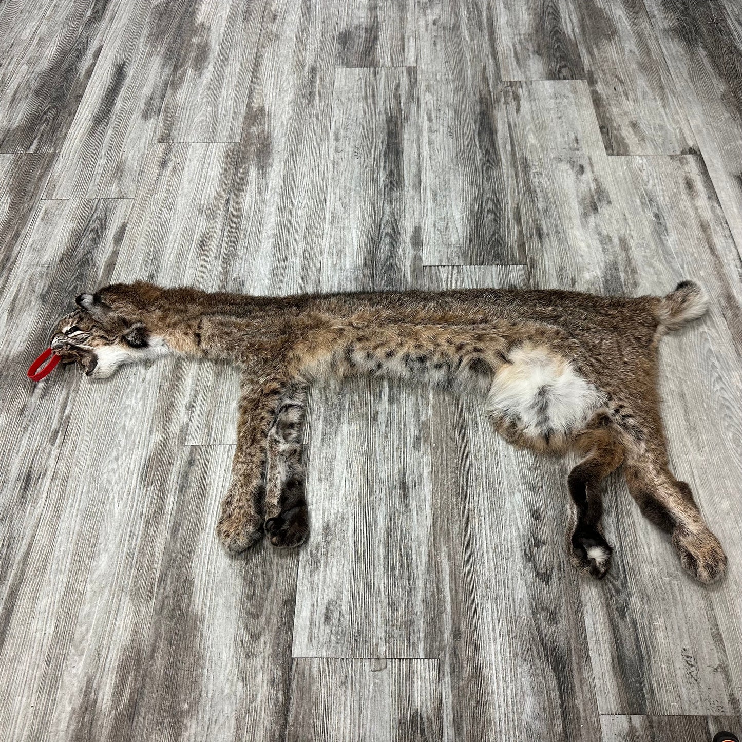 Dressed Skin - Bobcat #0001011