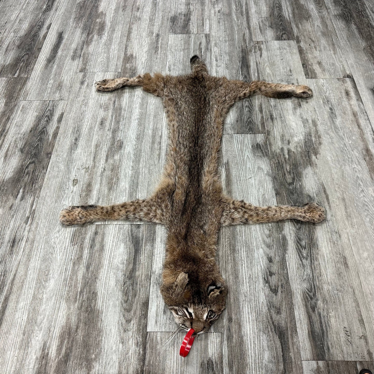 Dressed Skin - Bobcat #0001011