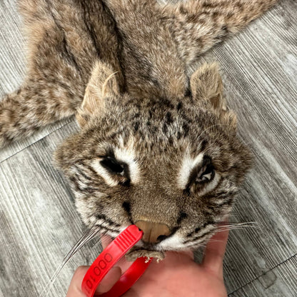 Dressed Skin - Bobcat #0001011