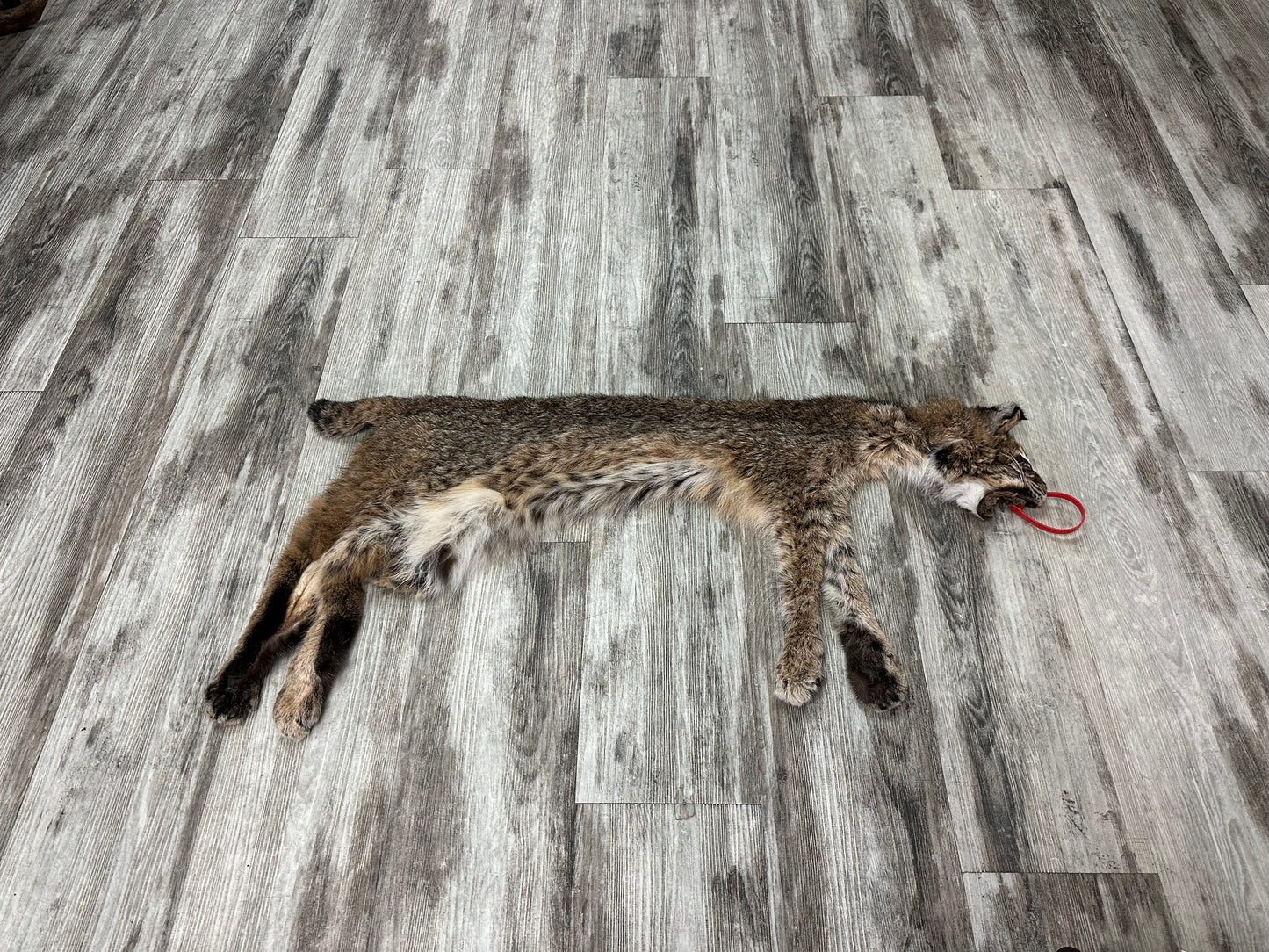 Dressed Skin - Bobcat #0001014