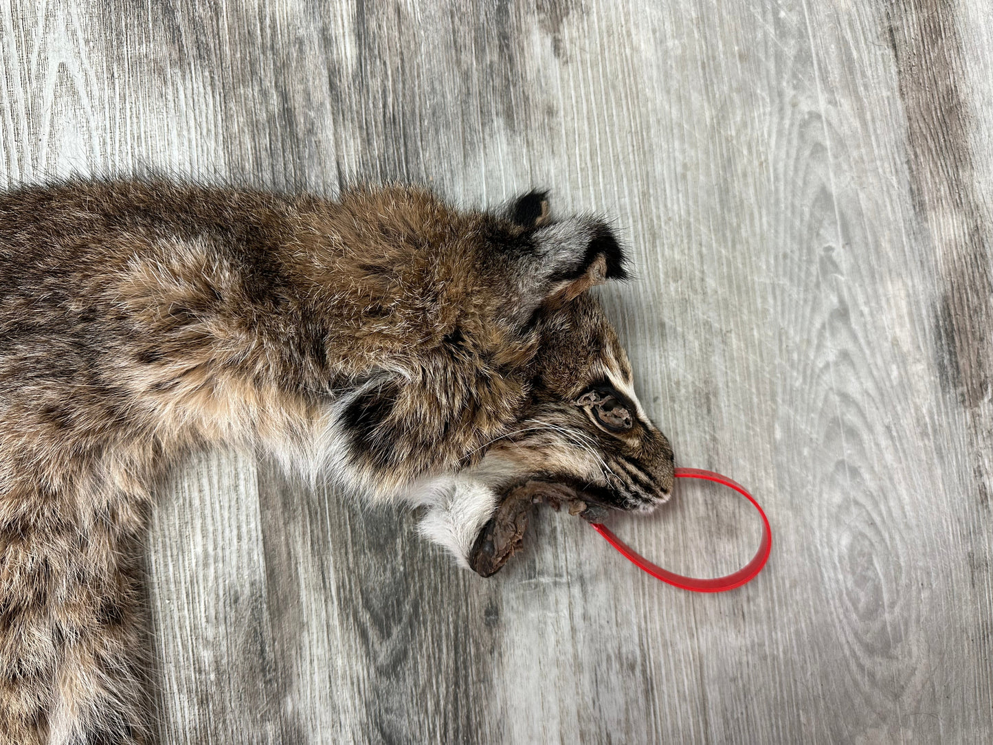Dressed Skin - Bobcat #0001014