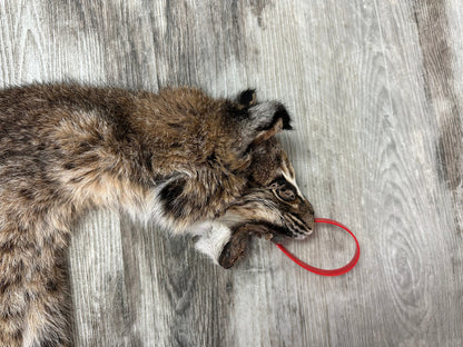 Dressed Skin - Bobcat #0001014