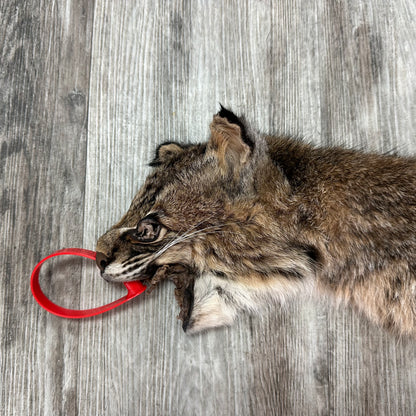 Dressed Skin - Bobcat #0001014