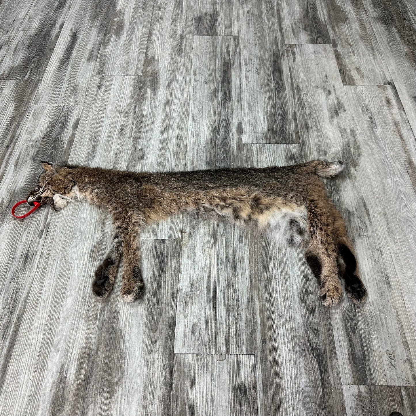 Dressed Skin - Bobcat #0001014