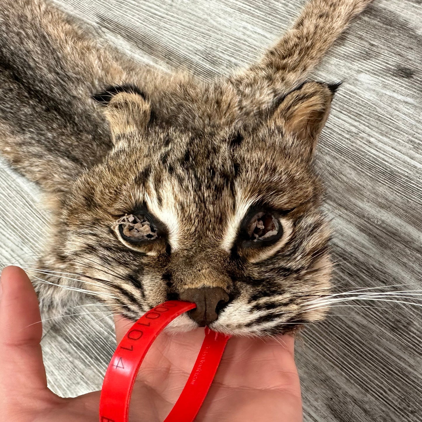 Dressed Skin - Bobcat #0001014