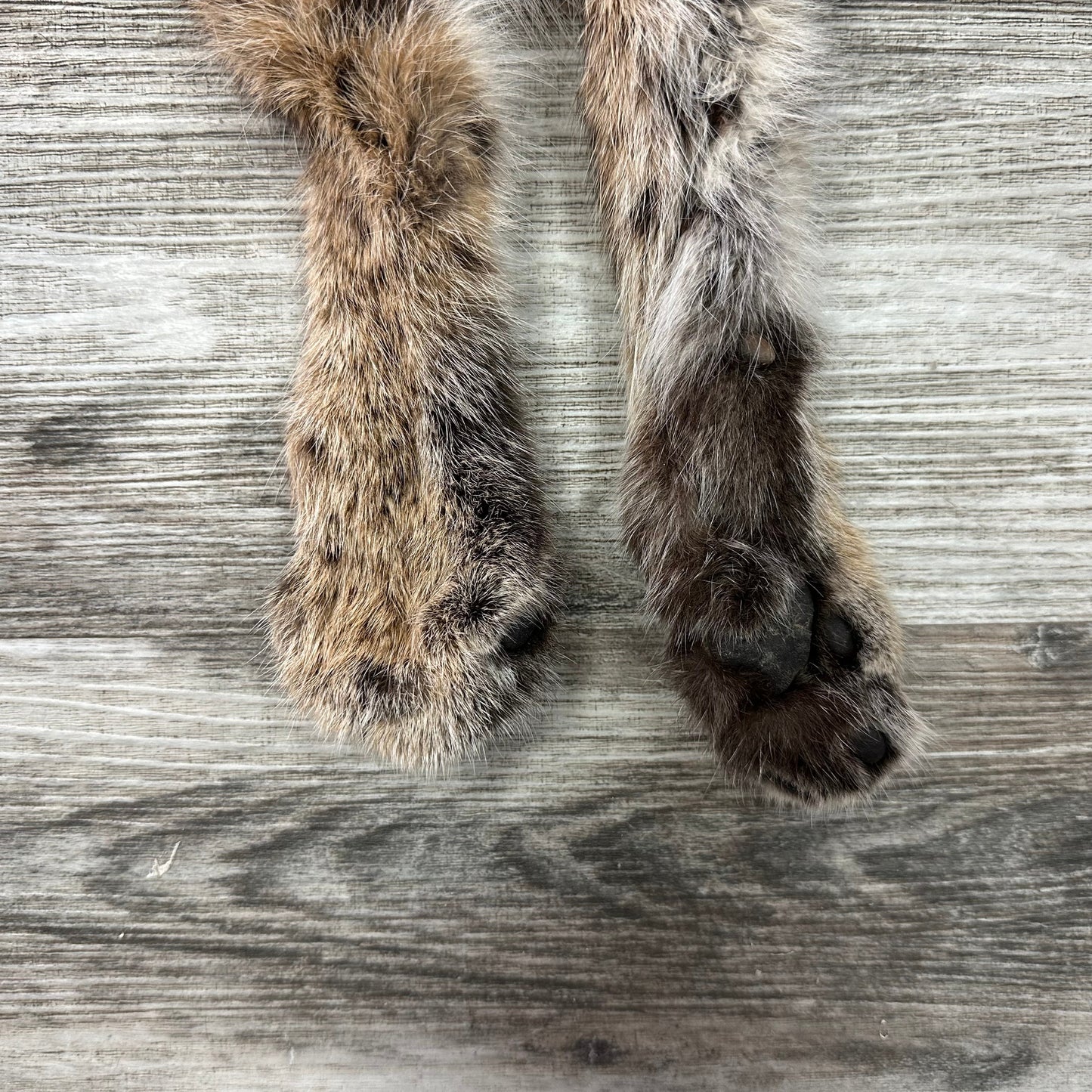 Dressed Skin - Bobcat #0001014