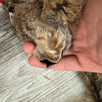 Dressed Skin - Bobcat #0001014