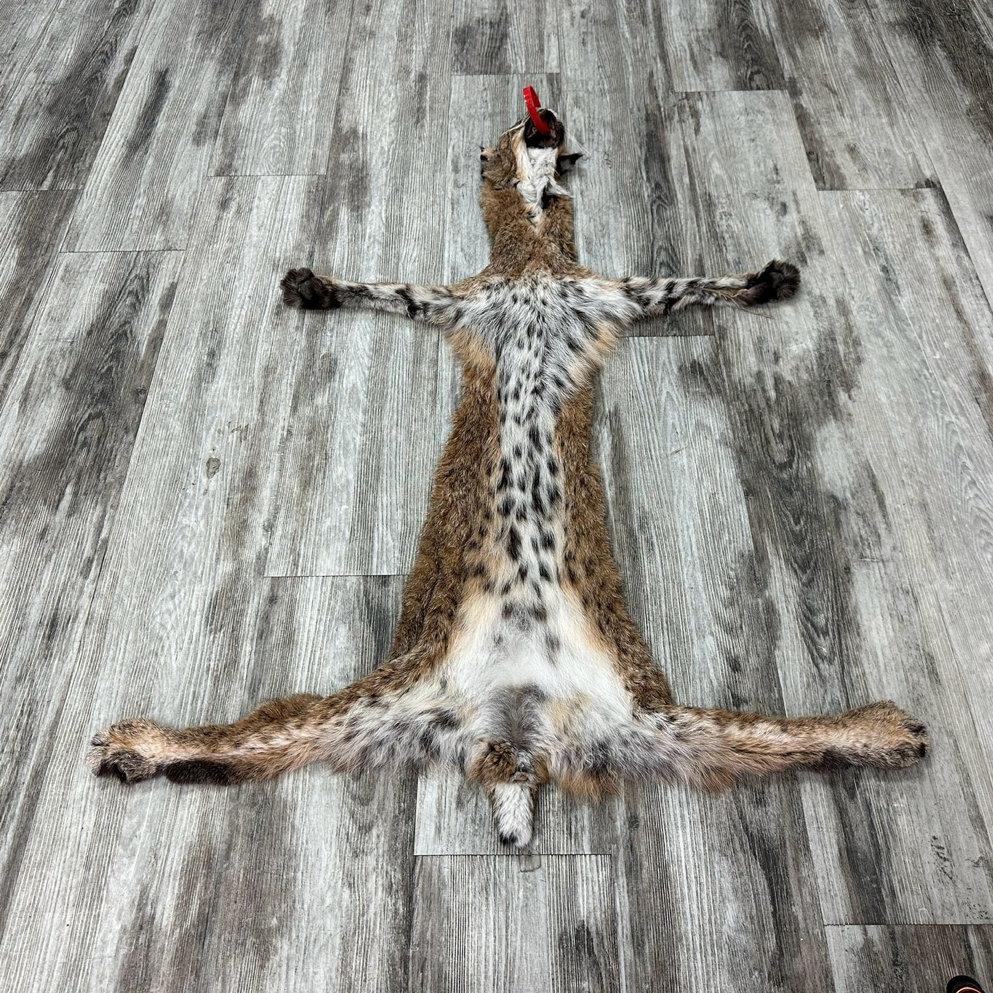 Dressed Skin - Bobcat #0001015
