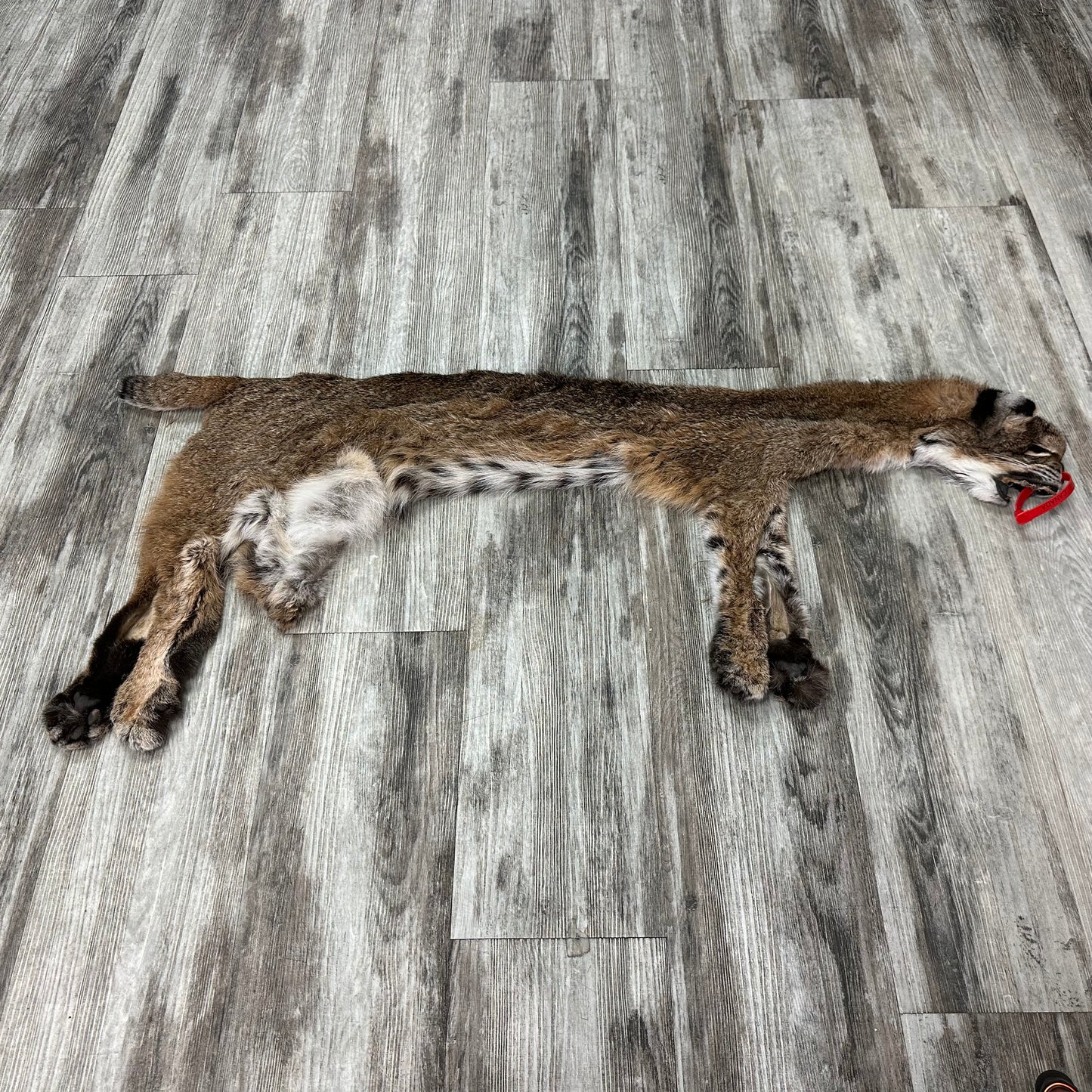 Dressed Skin - Bobcat #0001015