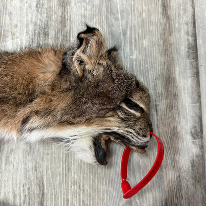 Dressed Skin - Bobcat #0001015