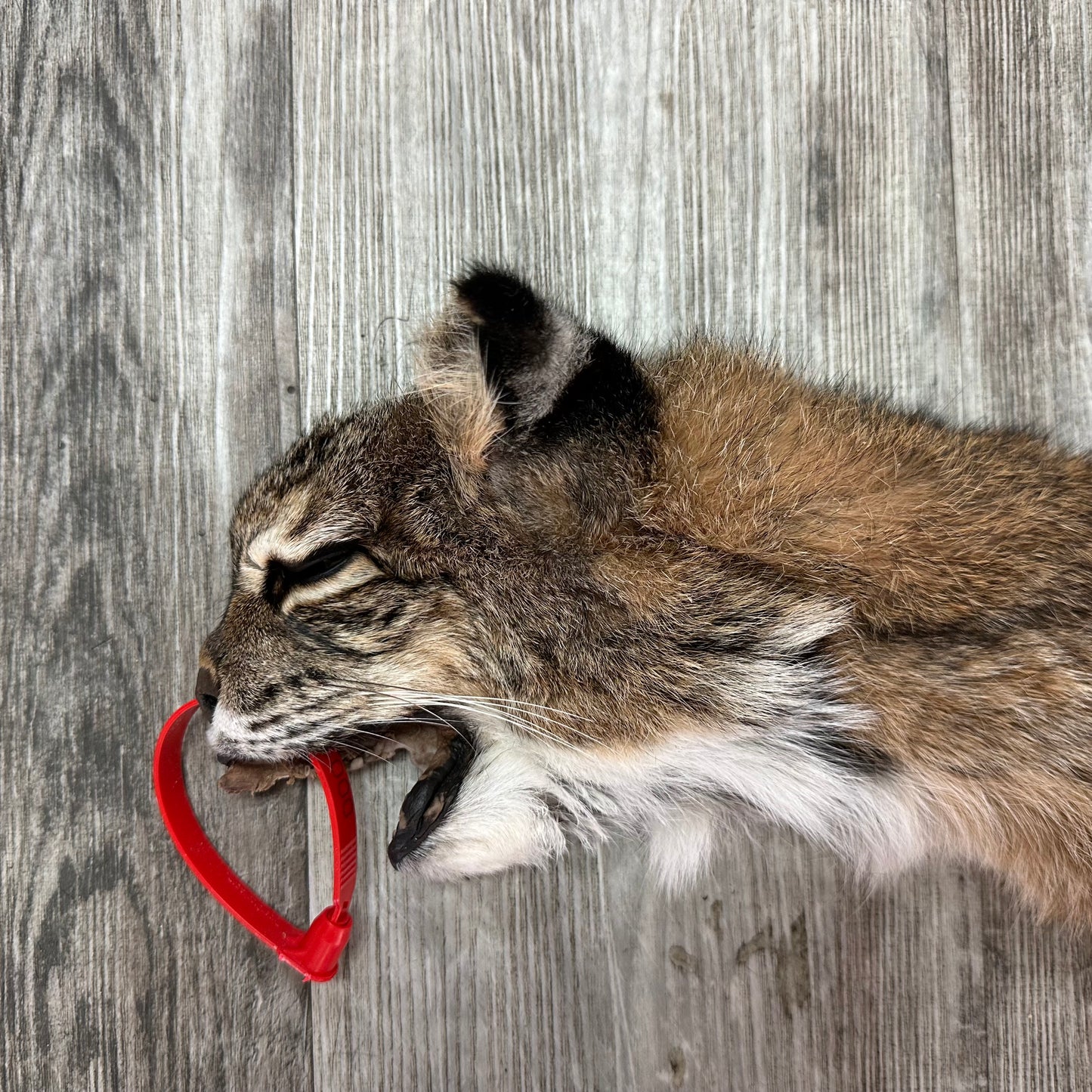 Dressed Skin - Bobcat #0001015