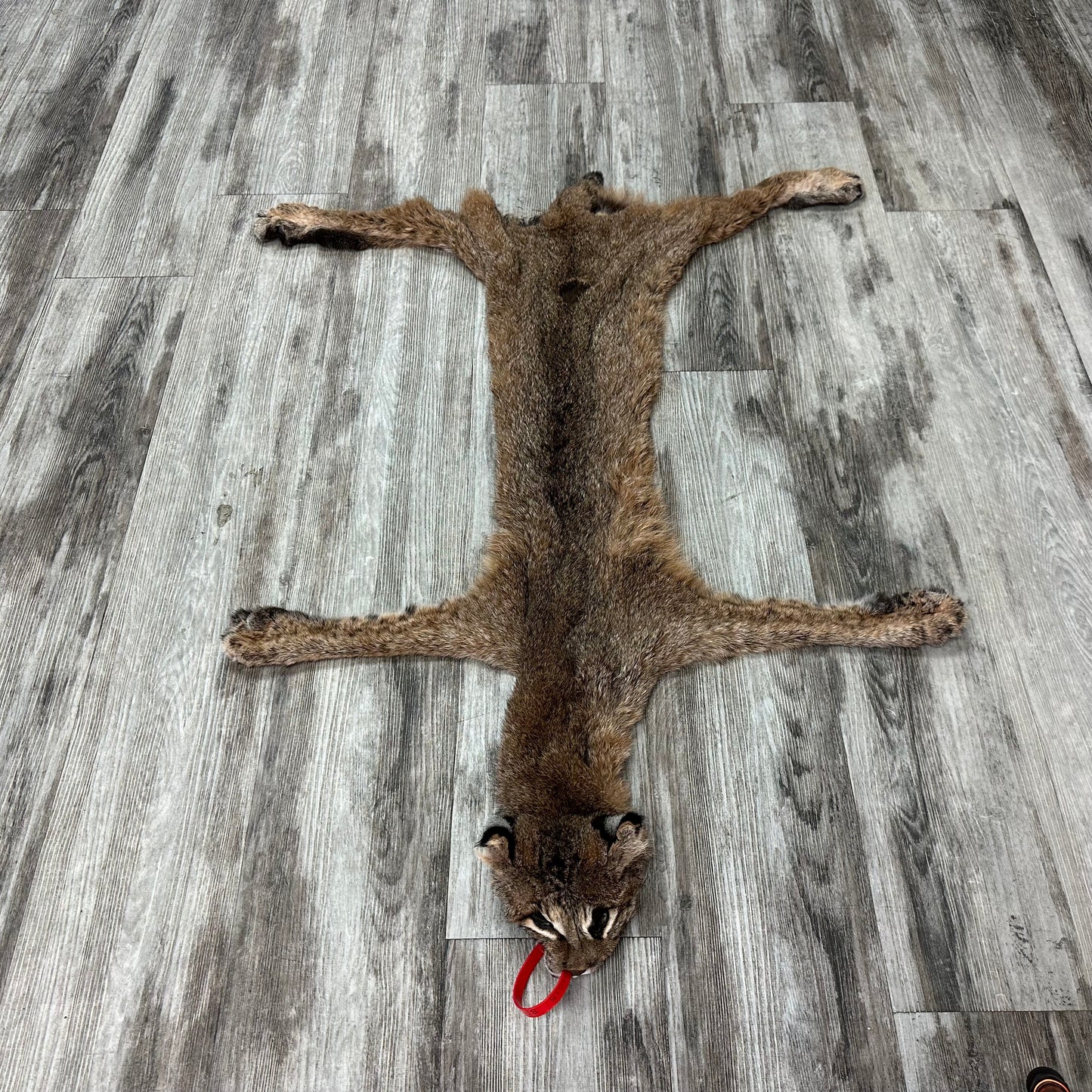 Dressed Skin - Bobcat #0001015
