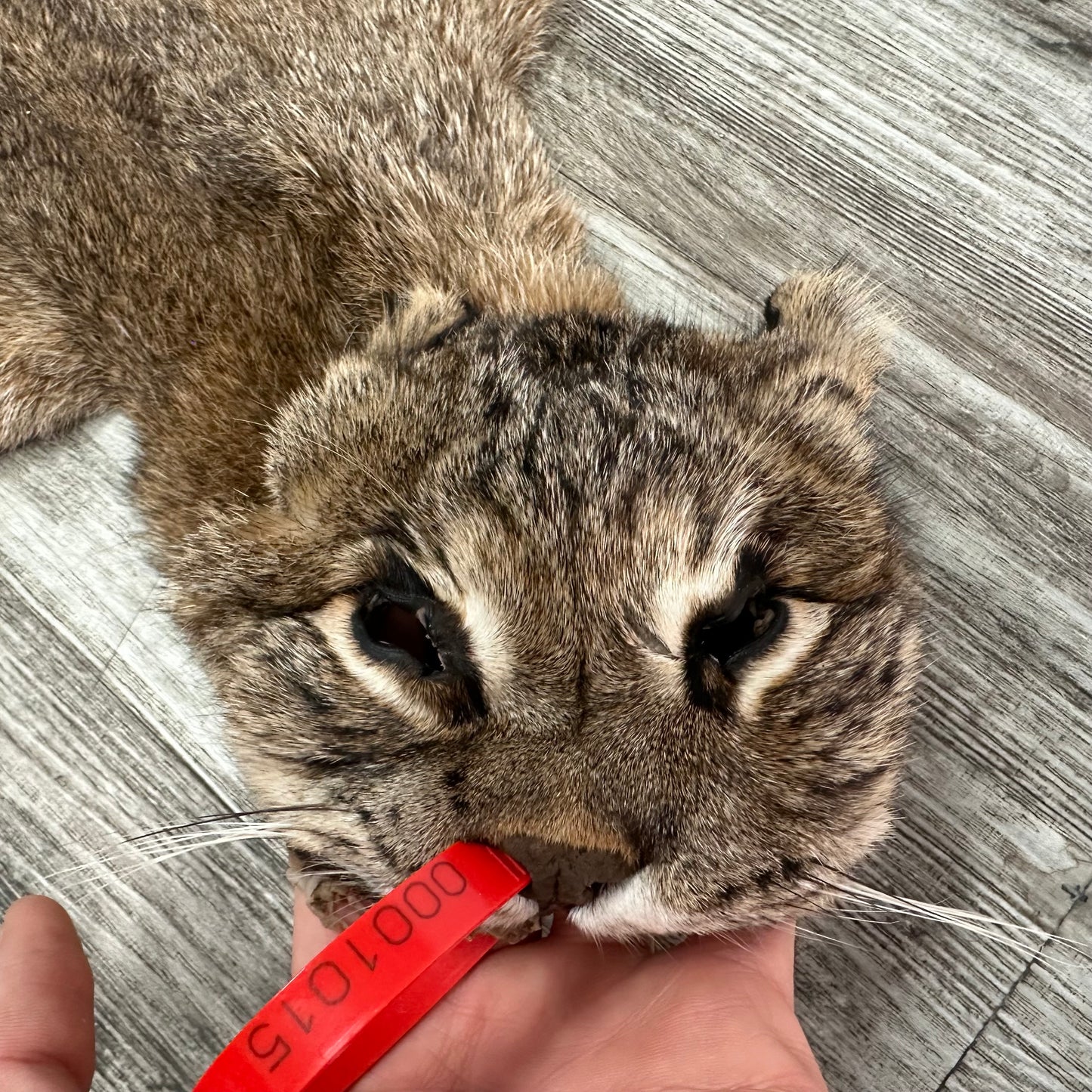 Dressed Skin - Bobcat #0001015