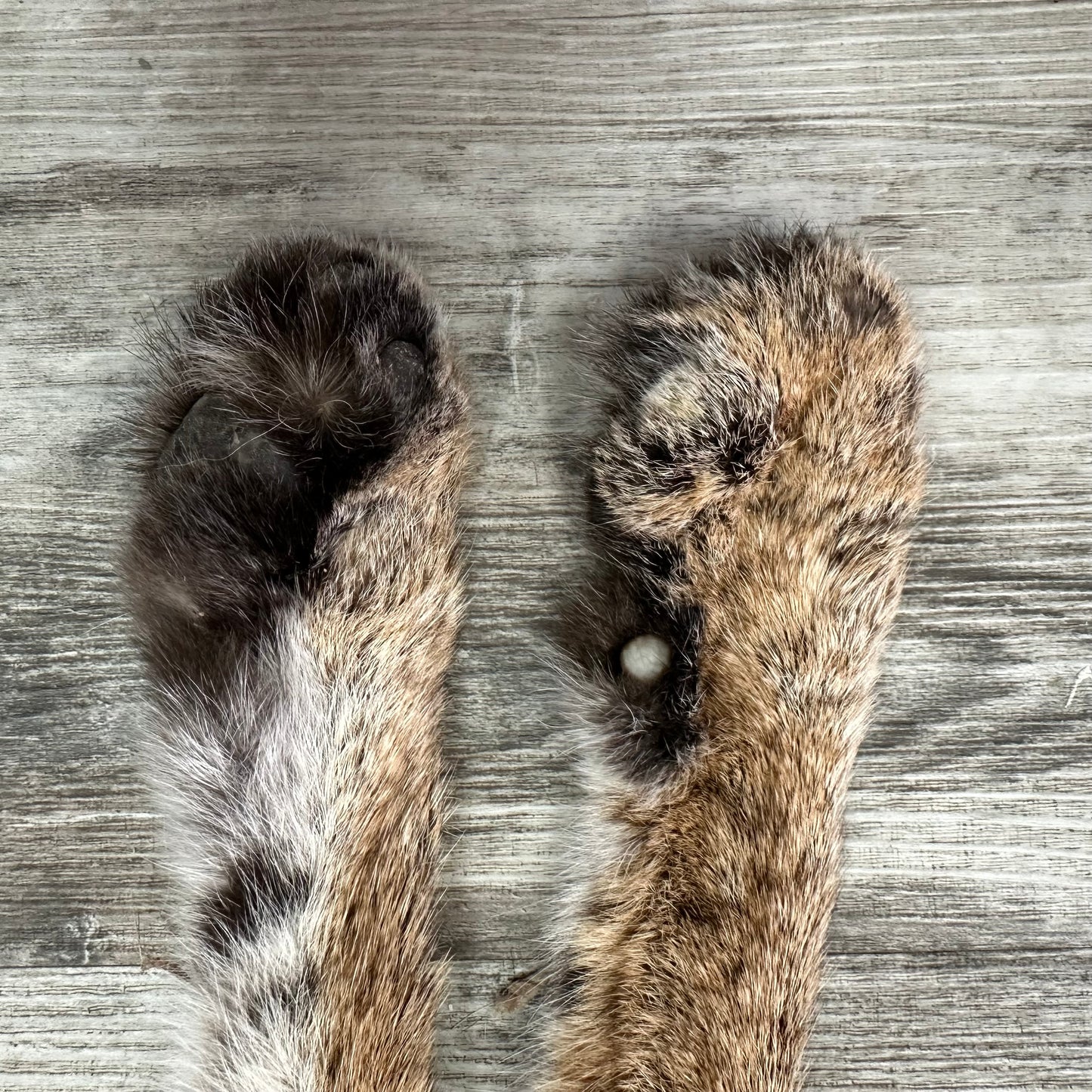Dressed Skin - Bobcat #0001015