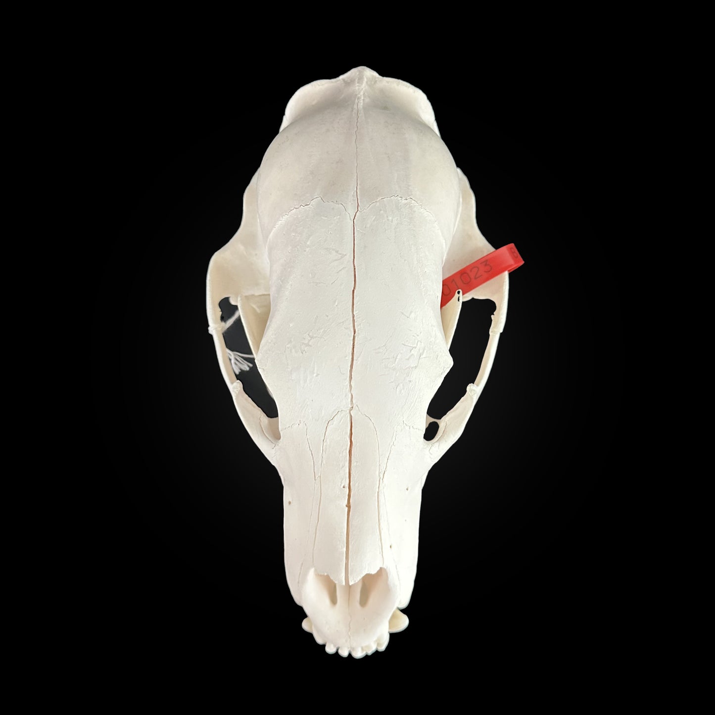 Crâne blanchi de Ours noir - TAGBC #0001023