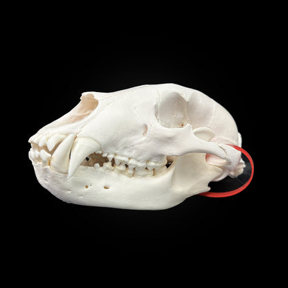 Crâne blanchi de Ours noir - TAGBC #0001023