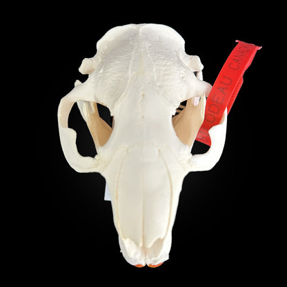 Crâne blanchi de Castor - TAGBC - 0001035