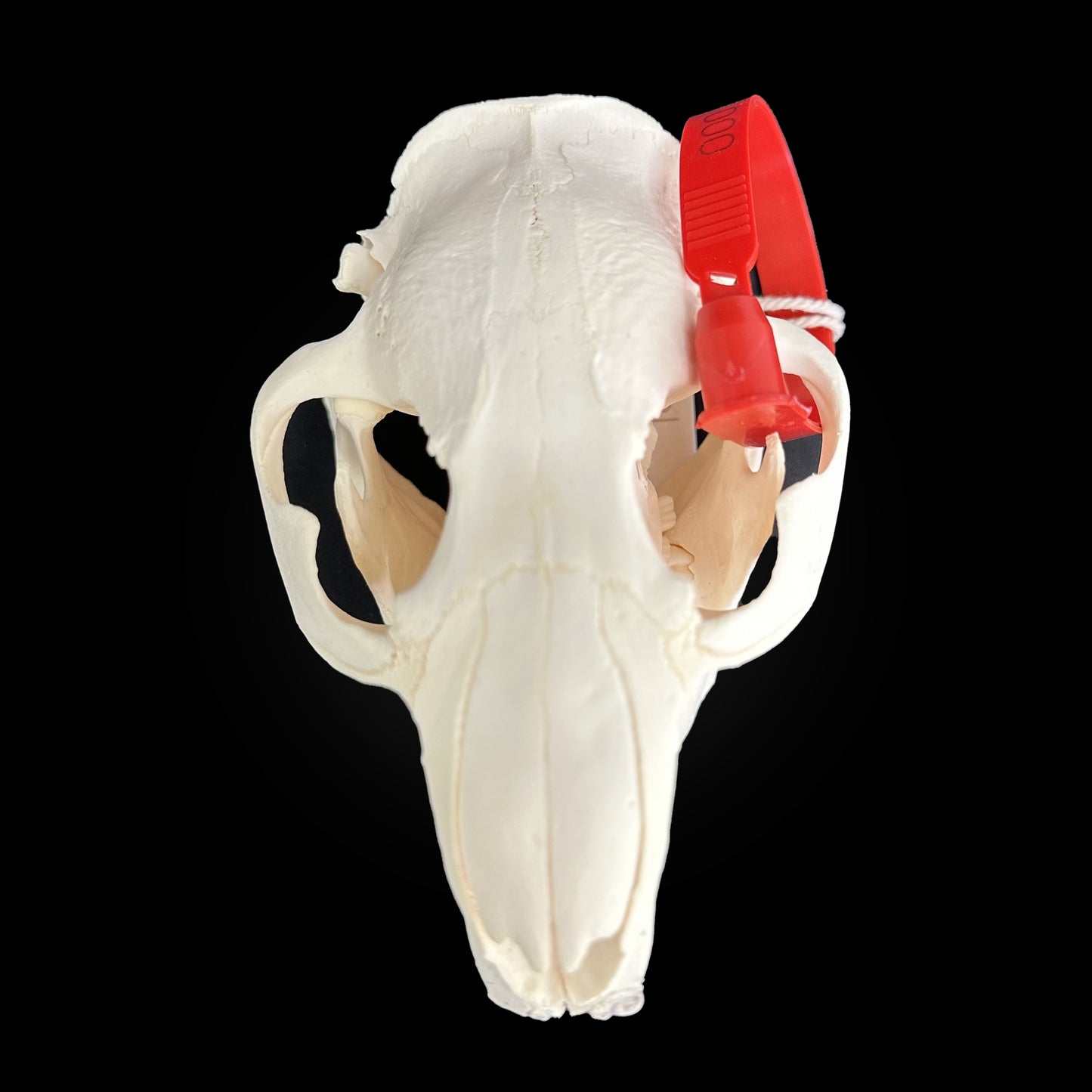 Crâne blanchi de Castor - TAGBC - 0001036