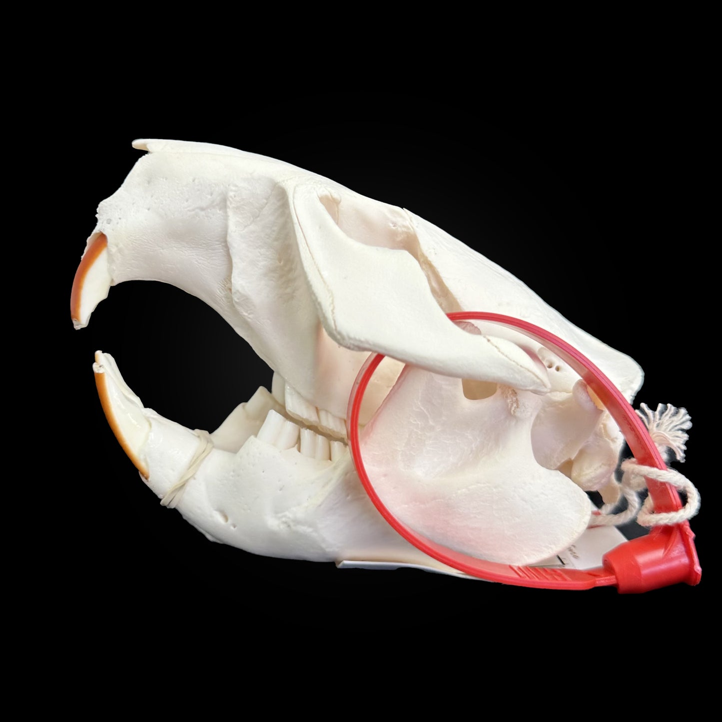 Crâne blanchi de Castor - TAGBC - 0001037