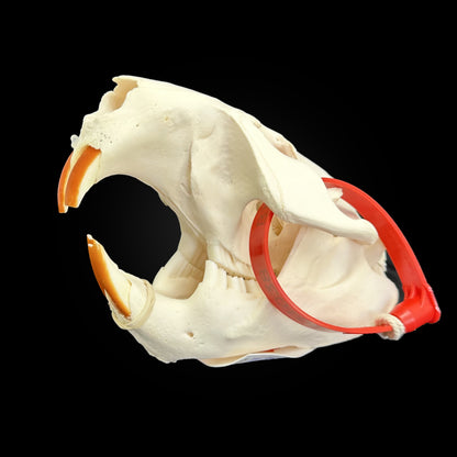 Crâne blanchi de Castor - TAGBC - 0001038