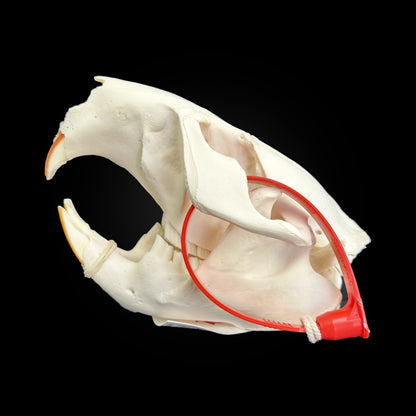 Crâne blanchi de Castor - TAGBC - 0001038
