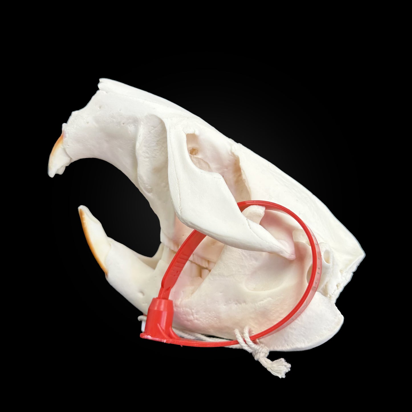 Crâne blanchi de Castor - TAGBC - 0001039
