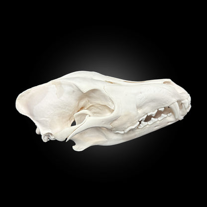 Crâne de loup des bois -  TAGBC-0001061