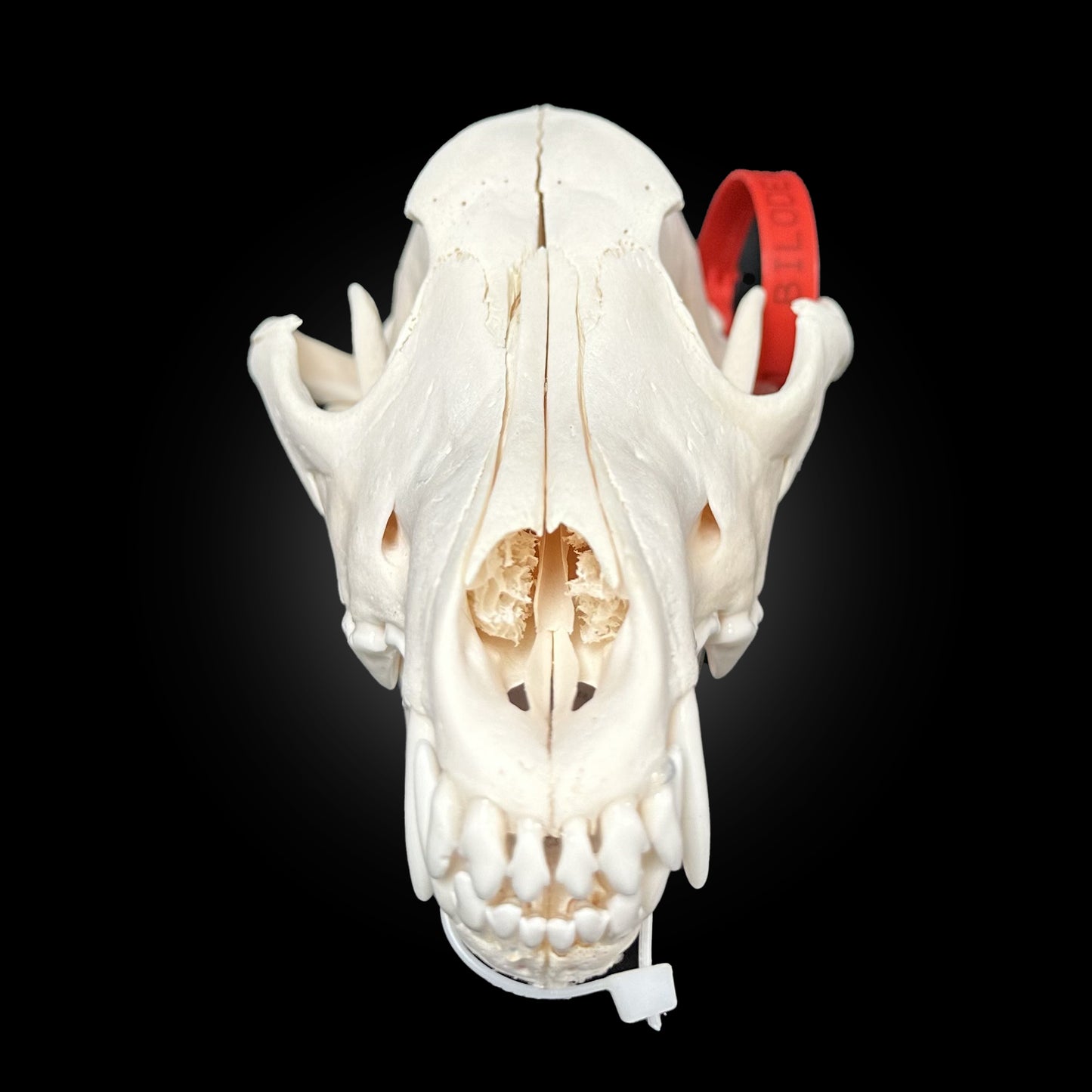 Crâne de loup des bois -  TAGBC-0001061