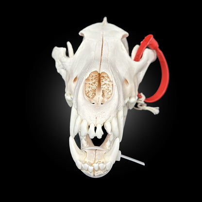 Crâne de loup des bois -  TAGBC-0001062