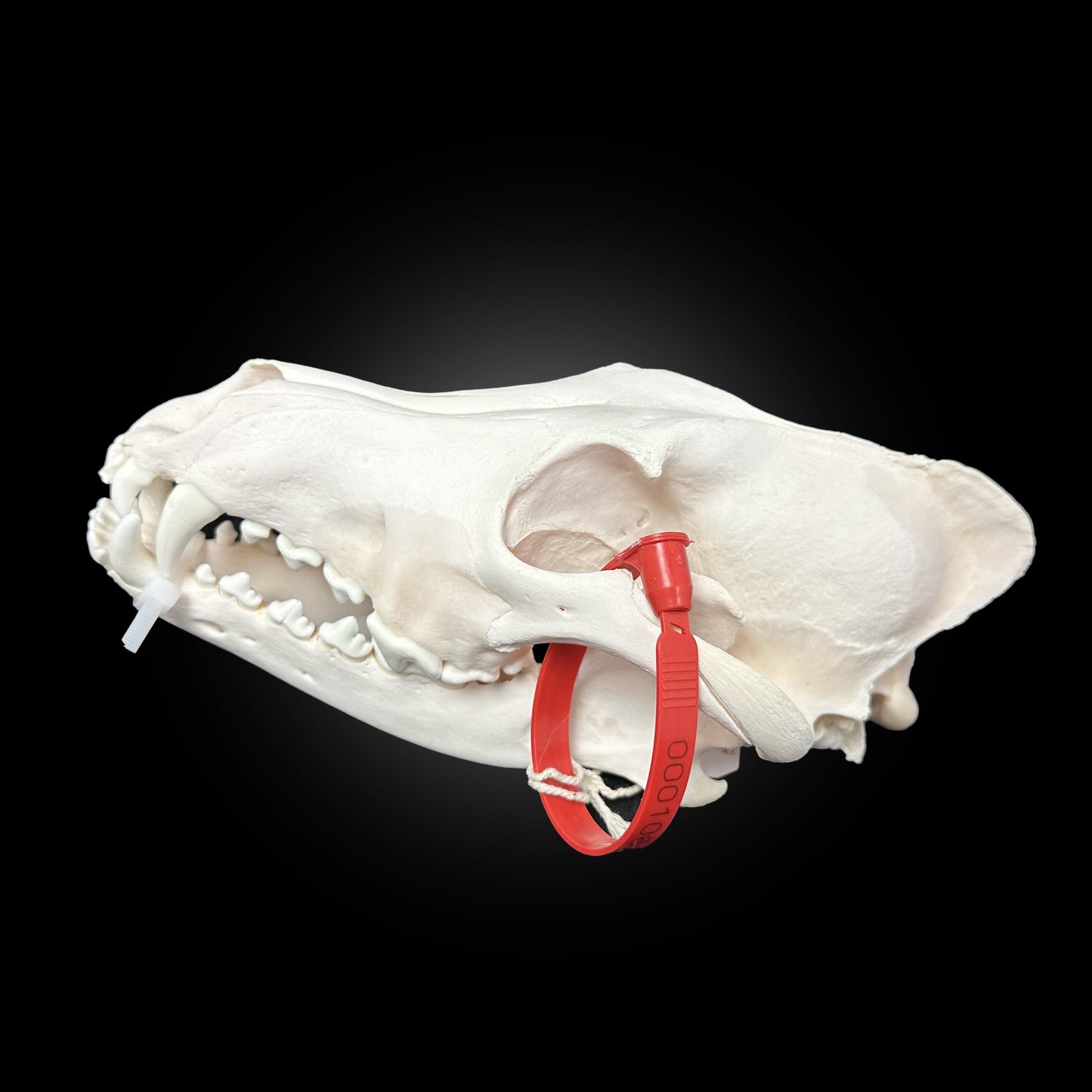 Crâne de loup des bois -  TAGBC-0001062