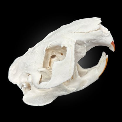 Crâne blanchi - Castor #TAGBC0001063