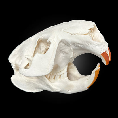 Crâne blanchi - Castor #TAGBC0001063