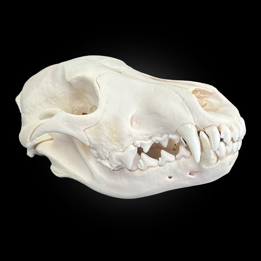 Crâne de loup des bois -  TAGBC-0001076