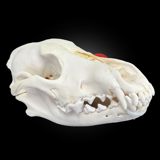 Crâne blanchi de loup - TAGBC 0001080