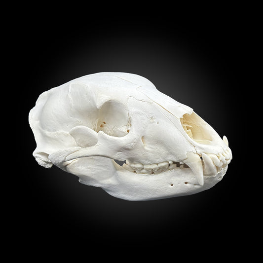 Black bear bleached skull - #0001248