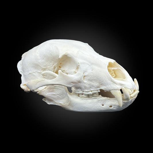 Black bear bleached skull - #0001249
