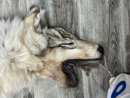 Peau - Loup Arctique #0001299