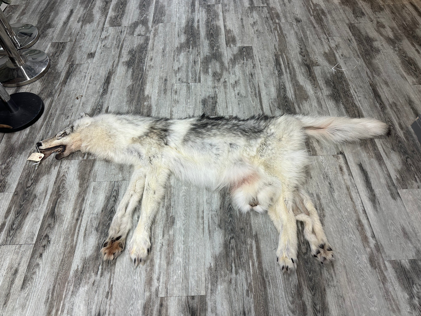 Peau - Loup Arctique #0001299